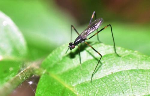 Rainieria latifrons